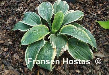 Hosta Shimmer